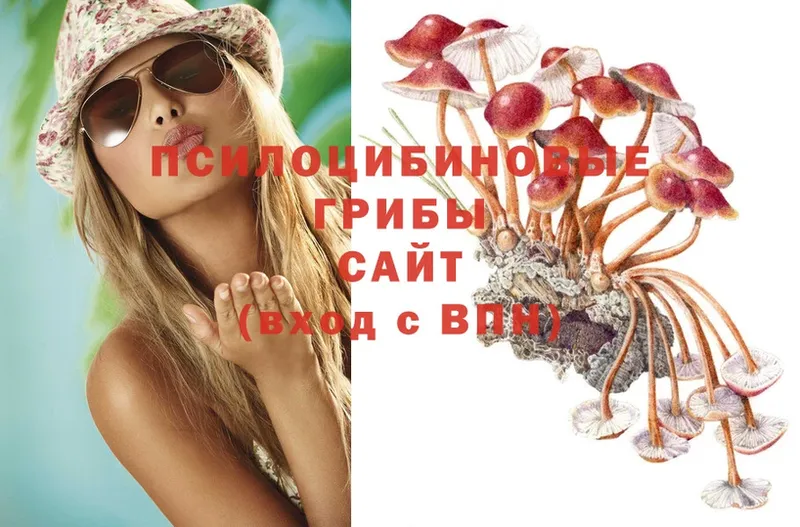 даркнет сайт  Кудрово  Галлюциногенные грибы Psilocybe 